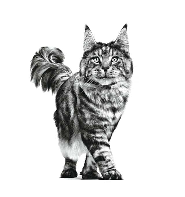 Karma sucha dla kota Royal Canin Intestinal Gastro 0,4 kg